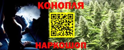 крисы Шебекино